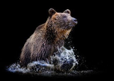 Brown Bear Splashing