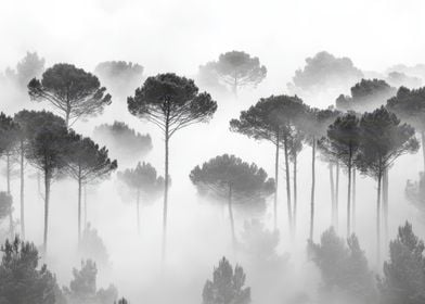 Misty Forest