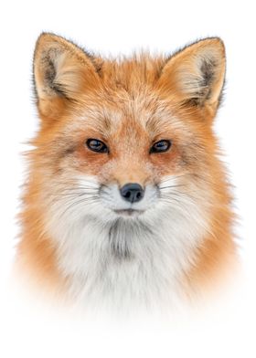 Red Fox Portrait