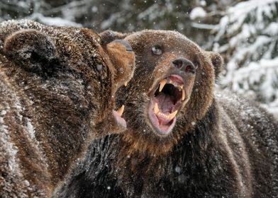 Grizzly Bear Fight