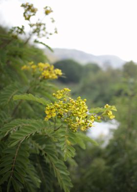 Yellow Flowers in Nature