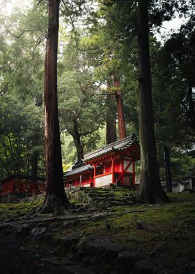 Japanese Shrine in Forest