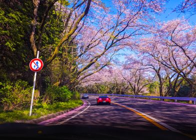 Cherry Blossom Road