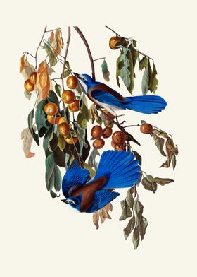 Blue Jay Birds on Branch