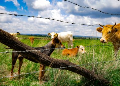 Dog and Cows 