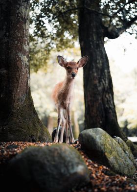 Fawn in Forest