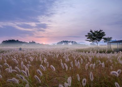 Sunrise Over Grass Field