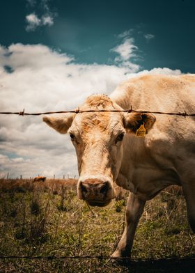 Cow in a Field