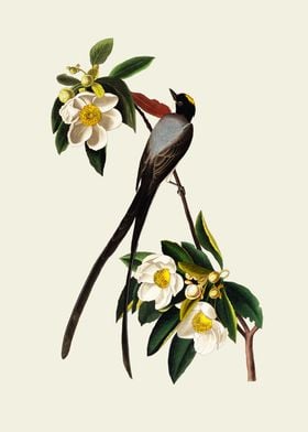 Fork-tailed Flycatcher