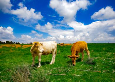 Cows Grazing in a Field