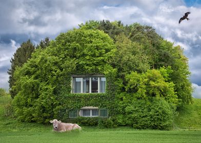 House in the Woods