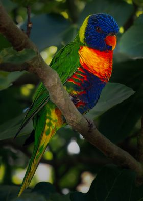 Rainbow Lorikeet on Branch