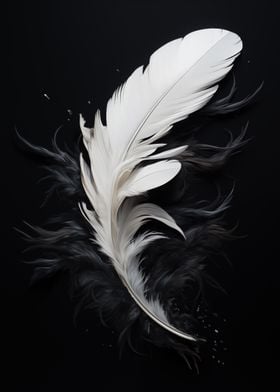 White Feather on Black