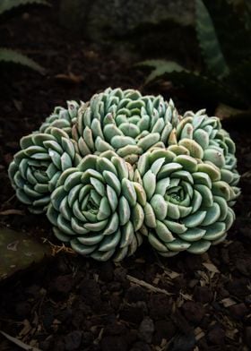 Succulent Plant Closeup