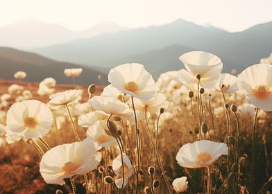 White Poppy Field Nature