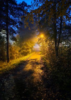 Misty Forest Path