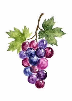 Watercolor Grape Illustration