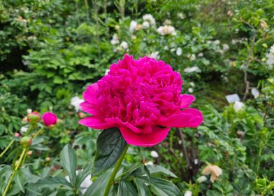 Vibrant Pink Peony