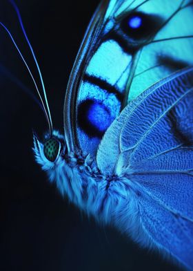 Blue Morpho Butterfly Close-up