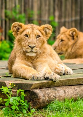 Lion Cub Resting