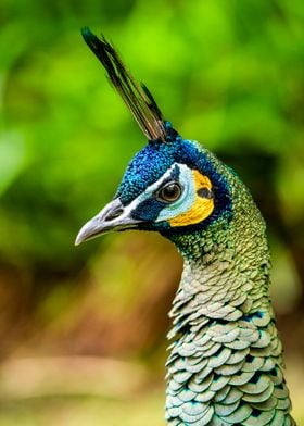 Peacock Portrait