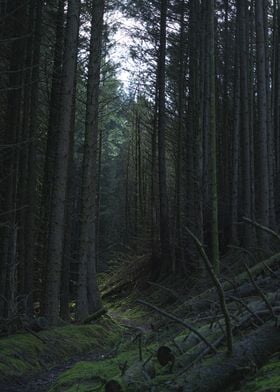 Forest Path