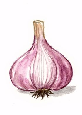 Watercolor Red Onion