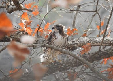 Red-tailed Hawk in Autumn