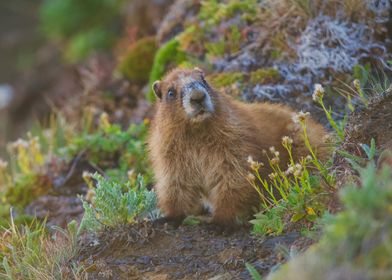 Marmot in Mountain Meadow of Hurricane Ridge