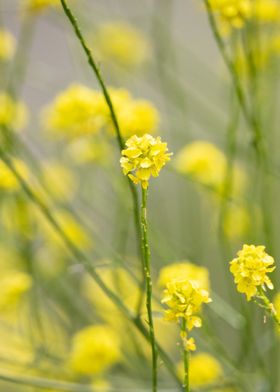 Wildflowers Yellow 