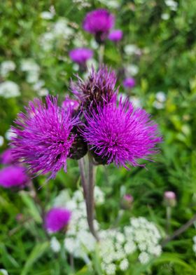 Purple Thistle Flowers