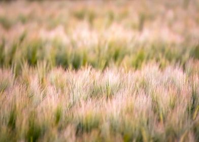 Field of Wheat