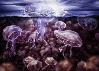 Jellyfish Underwater