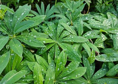 Dewy Green Leaves