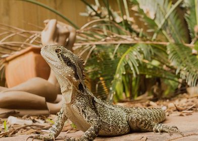 Backyard Water Dragon 