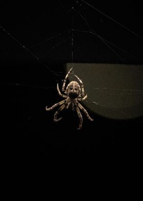 Spider in Web