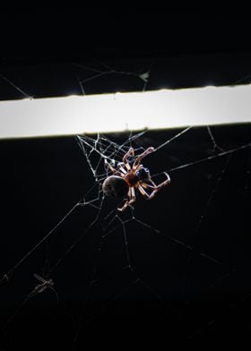 Spider in Web