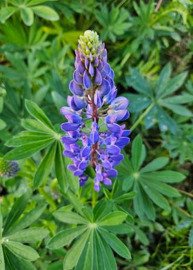 Purple Lupine Flower