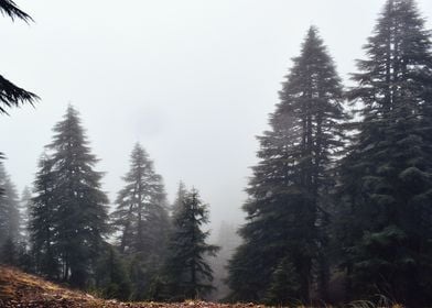 Misty Pine Forest