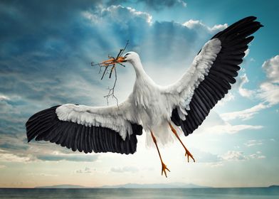 White Stork in Flight