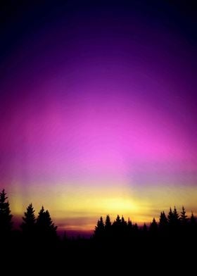 Purple Sunset Forest