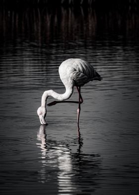 Wildlife Flamingo Drinking