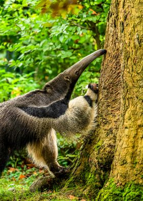 Giant Anteater Climbing Tree