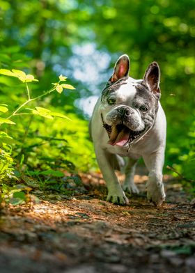 French Bulldog in Forest