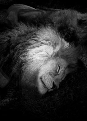 Sleeping Lion