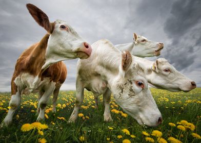 Cows in a Field