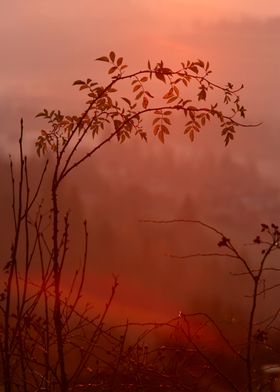 Silhouetted Branches at Sunset