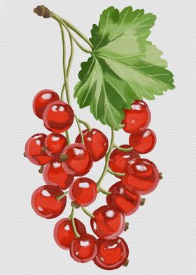 Red Currant Illustration