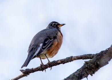 American Robin on Branch