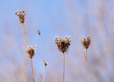 Dried Wildflowers Against Blue Sky